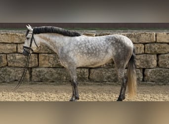 PRE, Stallion, 7 years, 16 hh, Grey