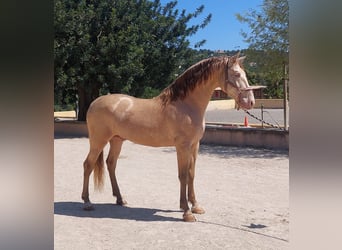 PRE, Stallion, 7 years, 16 hh, Perlino
