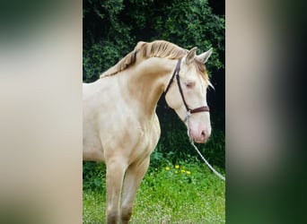 PRE, Stallion, 7 years, 16 hh, Perlino