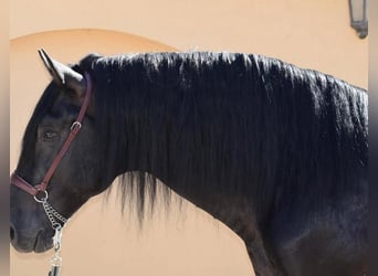 PRE Mix, Stallion, 7 years, 16,1 hh, Black