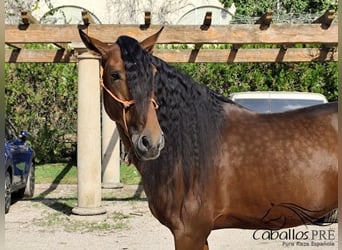 PRE Mix, Stallion, 7 years, 16,1 hh, Brown