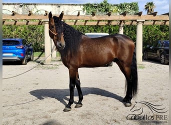 PRE Mix, Stallion, 7 years, 16,1 hh, Brown