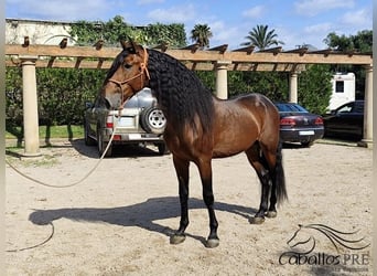 PRE Mix, Stallion, 7 years, 16,1 hh, Brown