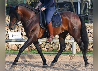 PRE Mix, Stallion, 7 years, 16,1 hh, Brown