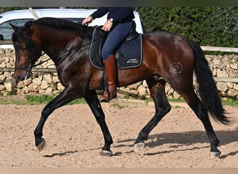 PRE Mix, Stallion, 7 years, 16,1 hh, Brown