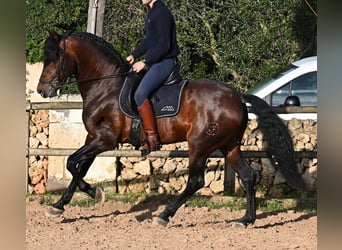 PRE, Stallion, 7 years, 16,1 hh
