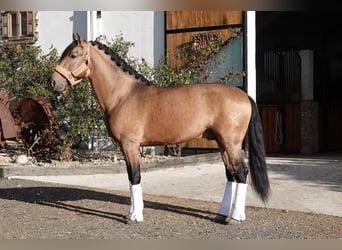 PRE Mix, Stallion, 7 years, 16,1 hh, Dun