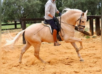 PRE Mix, Stallion, 7 years, 16,1 hh, Palomino