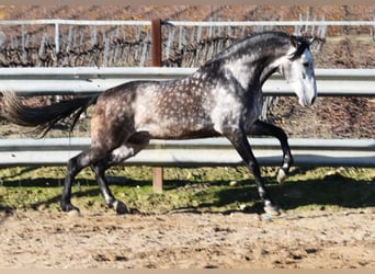 PRE, Stallion, 7 years, 16,2 hh, Grey