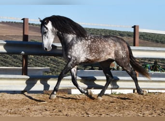 PRE, Stallion, 7 years, 16,2 hh, Grey