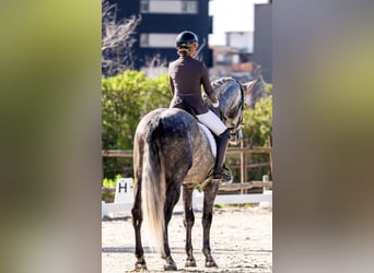 PRE Mix, Stallion, 7 years, 16,3 hh, Grey