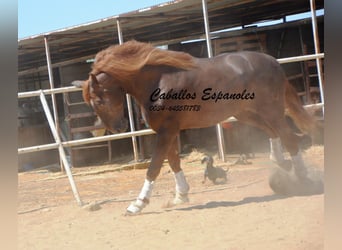 PRE, Stallion, 7 years, 17.1 hh, Chestnut