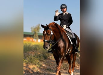 PRE, Stallion, 7 years, 17,1 hh, Chestnut-Red