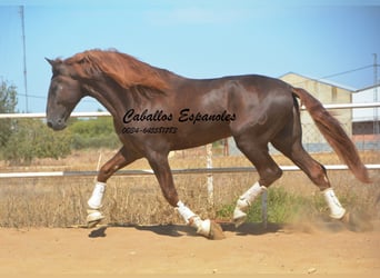 PRE, Stallion, 7 years, 17,1 hh, Chestnut-Red