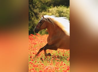 PRE Mix, Stallion, 7 years, 17.1 hh, Palomino