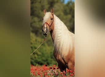 PRE Mix, Stallion, 7 years, 17.1 hh, Palomino