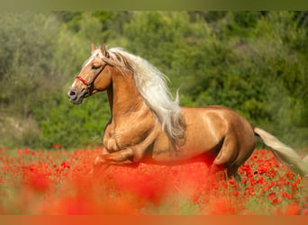 PRE Mix, Stallion, 7 years, 17.1 hh, Palomino