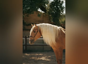 PRE Mix, Stallion, 7 years, 17.1 hh, Palomino