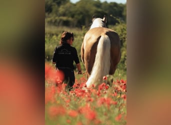 PRE Mix, Stallion, 7 years, 17.1 hh, Palomino
