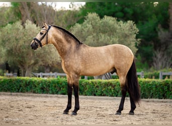 PRE, Stallion, 7 years, 17 hh, Dun