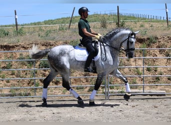 PRE Mix, Stallion, 7 years, 17 hh, Gray