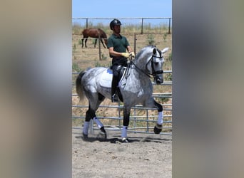 PRE Mix, Stallion, 7 years, 17 hh, Gray