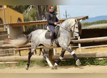 PRE, Stallion, 7 years, 17 hh, Gray