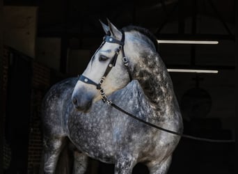 PRE, Stallion, 7 years, 17 hh, Grey-Dapple
