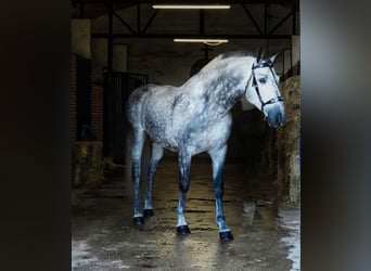 PRE, Stallion, 7 years, 17 hh, Grey-Dapple