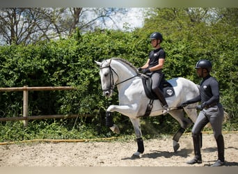 PRE, Stallion, 7 years, 17 hh, Grey