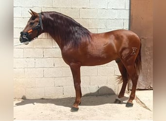 PRE Mix, Stallion, 8 years, 15,2 hh, Chestnut-Red