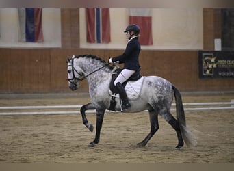 PRE, Stallion, 8 years, 15.2 hh, Gray-Dapple