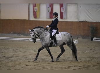 PRE, Stallion, 8 years, 15.2 hh, Gray-Dapple