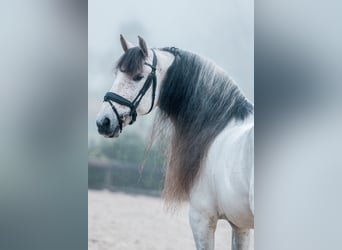 PRE, Stallion, 8 years, 15,2 hh, Gray