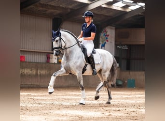 PRE, Stallion, 8 years, 15,2 hh, Gray