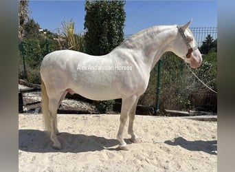 PRE Mix, Stallion, 8 years, 15,2 hh, Perlino