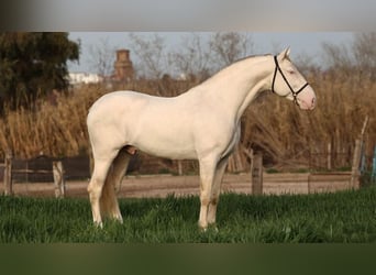 PRE Mix, Stallion, 8 years, 15,2 hh, Perlino