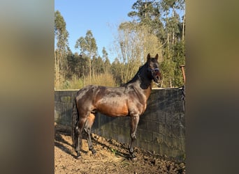 PRE Mix, Stallion, 8 years, 15.3 hh, Bay-Dark