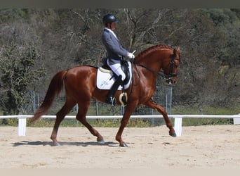 PRE, Stallion, 8 years, 15.3 hh, Chestnut-Red