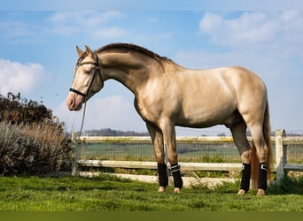 PRE, Stallion, 8 years, 15,3 hh, Perlino