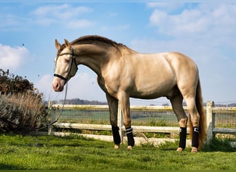 PRE, Stallion, 8 years, 15.3 hh, Perlino