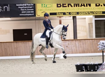 PRE, Stallion, 8 years, 15,2 hh