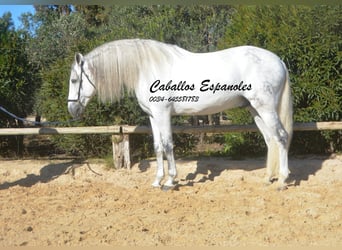 PRE, Stallion, 8 years, 15,2 hh, Grey