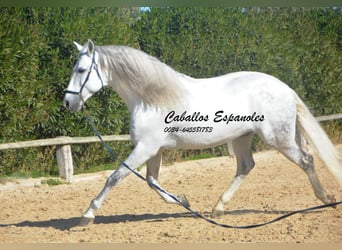 PRE, Stallion, 8 years, 15,2 hh, Grey