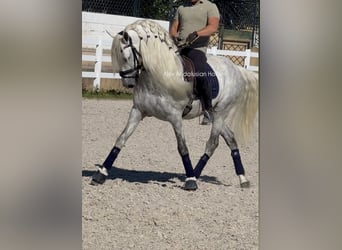 PRE Mix, Stallion, 8 years, 15,2 hh, White
