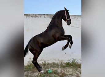 PRE Mix, Stallion, 8 years, 16.1 hh, Black