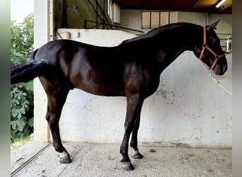 PRE Mix, Stallion, 8 years, 16.1 hh, Black