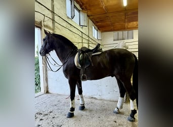 PRE Mix, Stallion, 8 years, 16.1 hh, Black