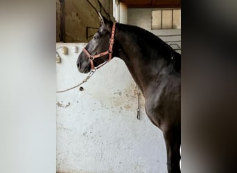 PRE Mix, Stallion, 8 years, 16.1 hh, Black