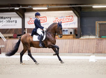 PRE Mix, Stallion, 8 years, 16.1 hh, Brown